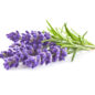 LAVENDER ZEN