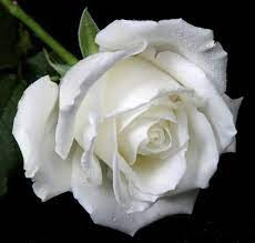 WHITE ROSE