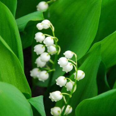 LILY OF THE VALLEY